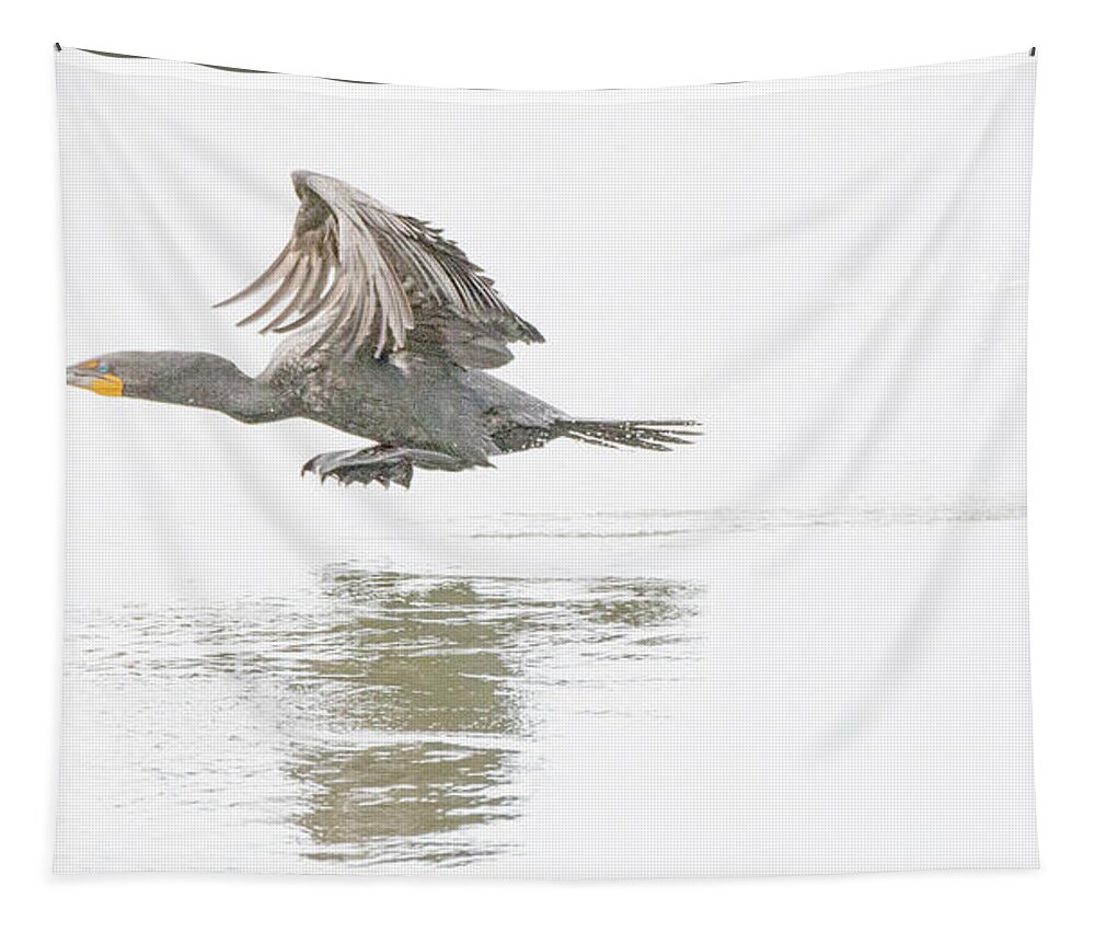 Cormorant Tapestry featuring the photograph Cormorant Takes to Flight #1 by A Macarthur Gurmankin