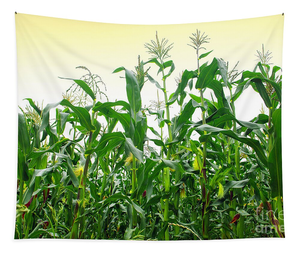 Agriculture Tapestry featuring the photograph Corn Field #1 by Carlos Caetano
