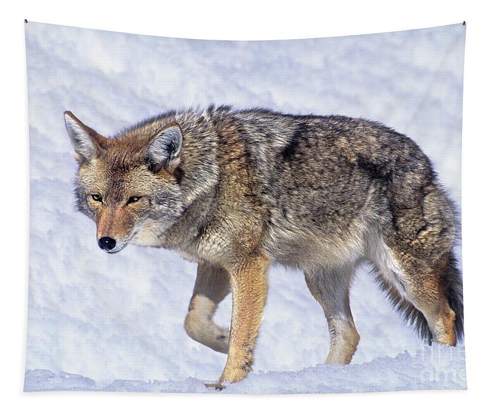 Dave Welling Tapestry featuring the photograph Coyote Canis Latrans Wild California #1 by Dave Welling