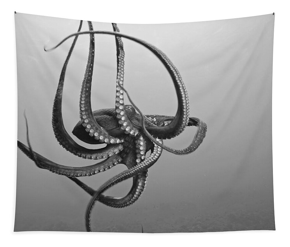 Animal Art Tapestry featuring the photograph Day Octopus #1 by Dave Fleetham - Printscapes