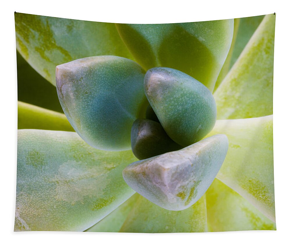 Beautiful Tapestry featuring the photograph Blue Pearl Plant by Raul Rodriguez