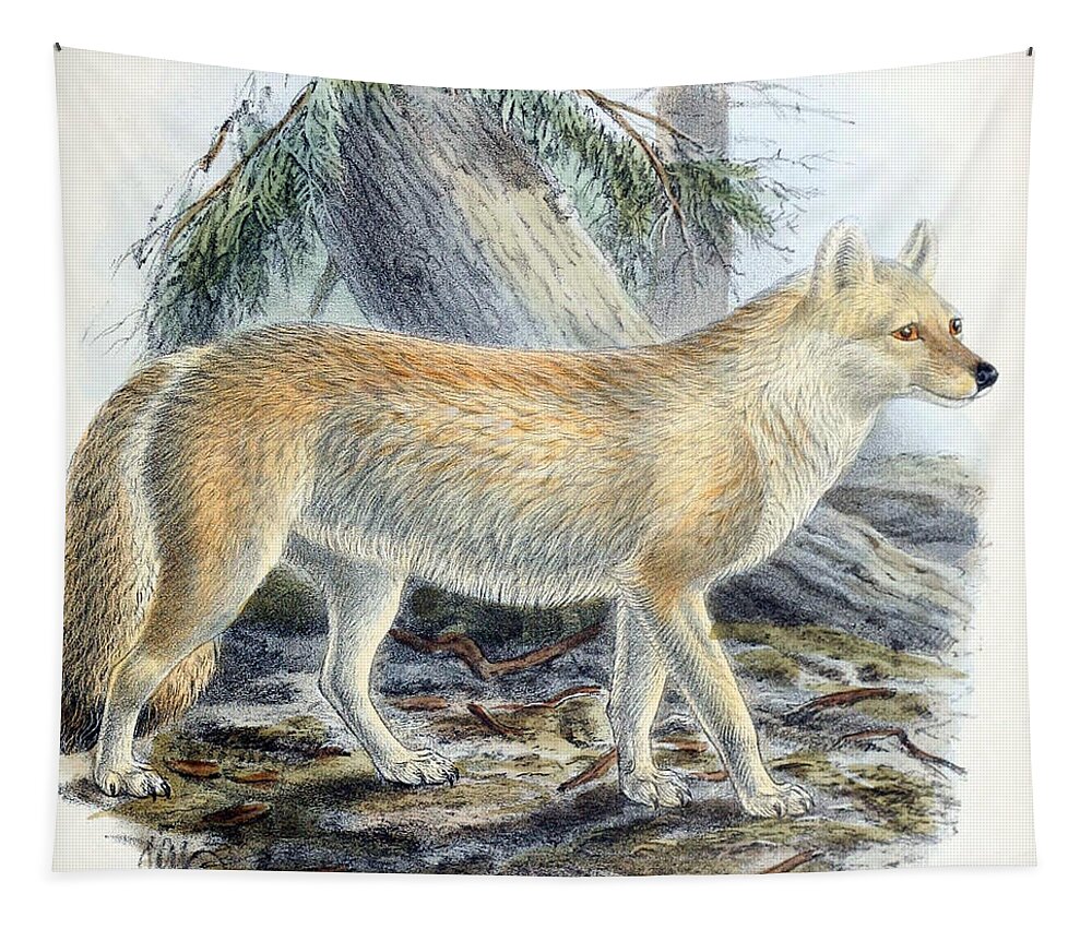 Dhole Tapestry featuring the photograph Dhole, Endangered Species #1 by Biodiversity Heritage Library