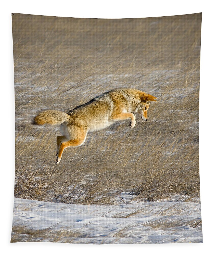 Animals Tapestry featuring the photograph Flying Coyote #1 by Rikk Flohr