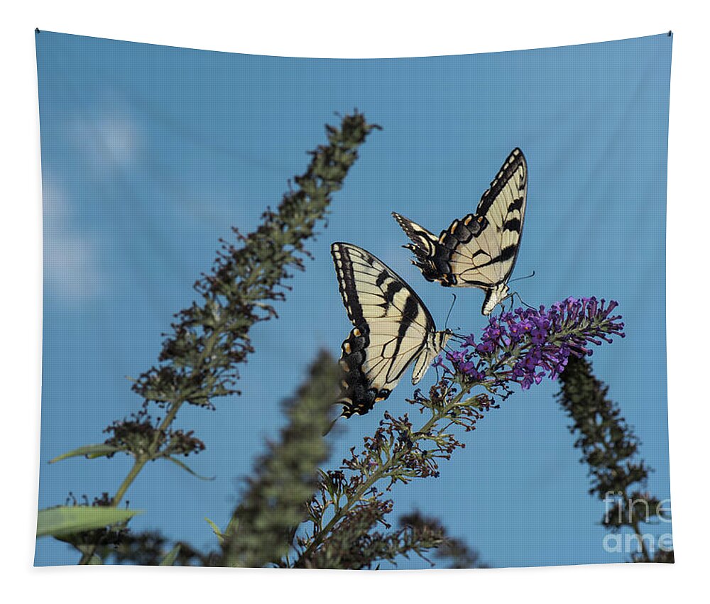 Butterfly Tapestry featuring the photograph Follow The Leader by Judy Wolinsky