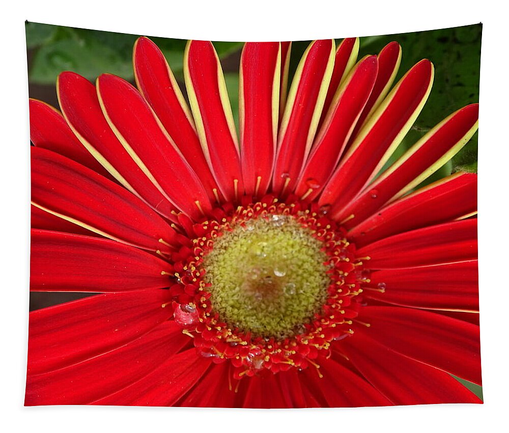 Gerbera Daisies Tapestry featuring the photograph Gerbera Daisy by Mary Halpin