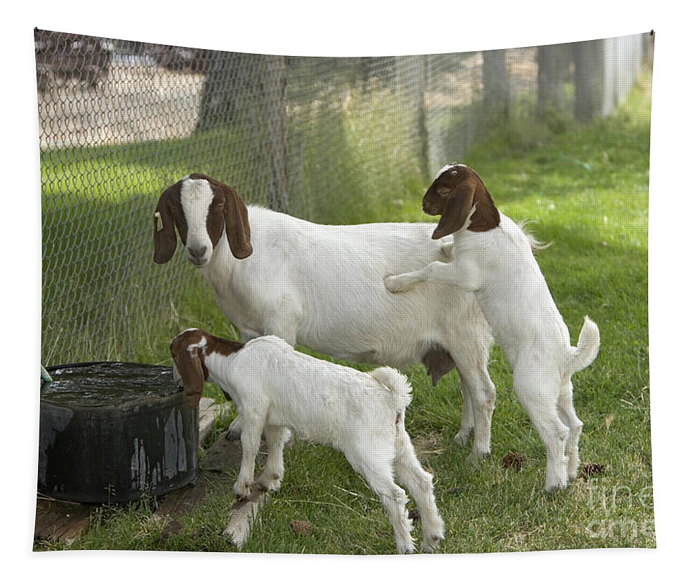 Boer Goat Tapestry featuring the photograph Goat With Kids #1 by Inga Spence
