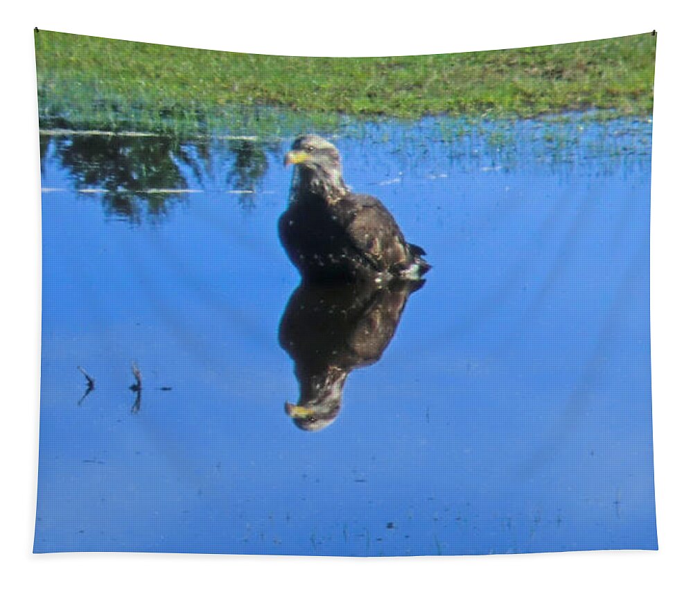 Eagle Tapestry featuring the photograph Immature Eagle Fishing In A Roadside Puddle #1 by Marie Jamieson