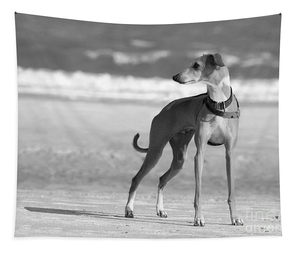 Black And White Tapestry featuring the photograph Italian Greyhound on the Beach in Black and White #2 by Angela Rath