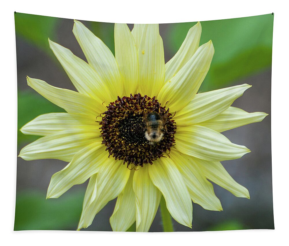 Italian Sunflower Tapestry featuring the photograph Italian Sunflower #1 by Brenda Jacobs
