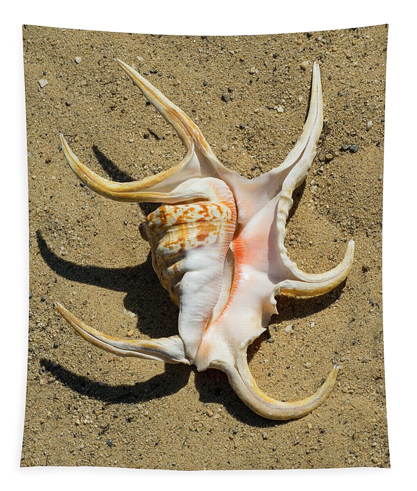 Lambis Arthritica Spider Conch Tapestry featuring the photograph Lambis Arthritica Spider Conch #1 by Frank Wilson