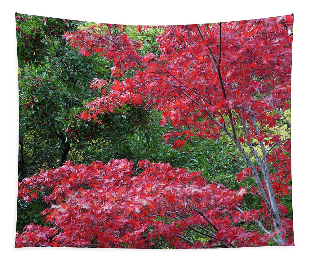 2014110400072 Tapestry featuring the photograph Colorful Lithia Park Ashland Oregon by Robert Braley