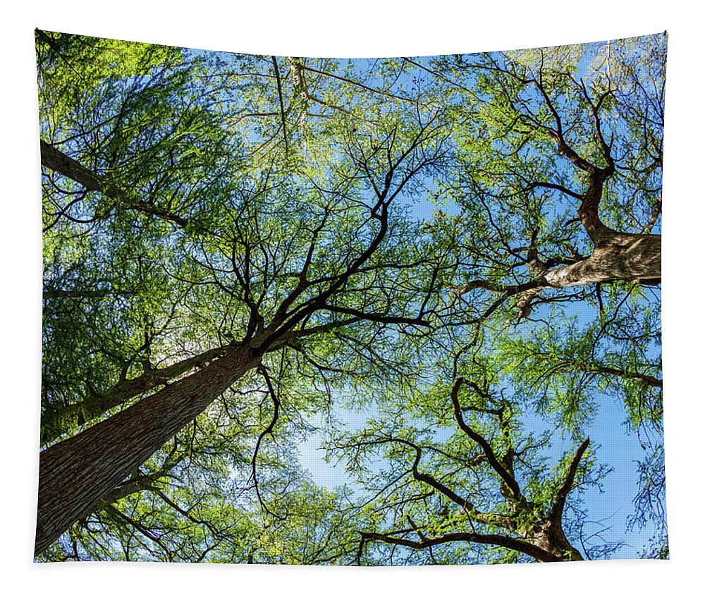 Austin Tapestry featuring the photograph Majestic Cypress Trees by Raul Rodriguez