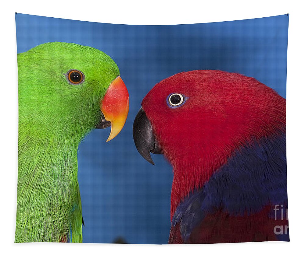 Adult Tapestry featuring the photograph Male And Female Eclectus Parrots #1 by Gerard Lacz