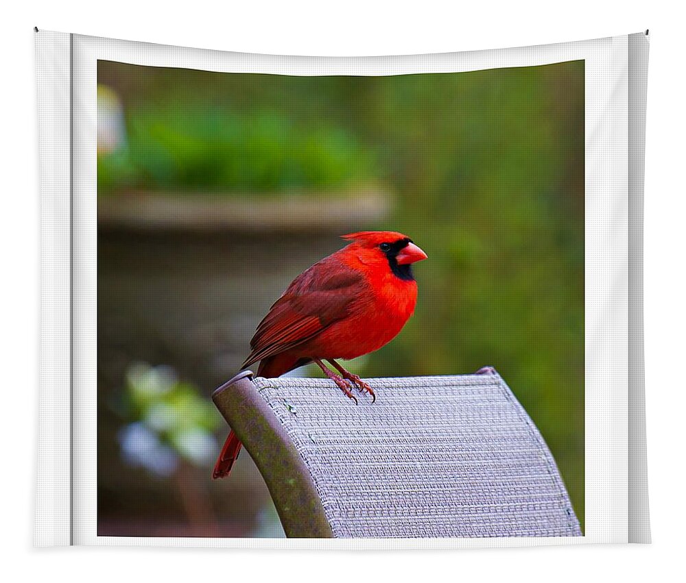 Red Tapestry featuring the photograph Male Cardinal #1 by Robert L Jackson