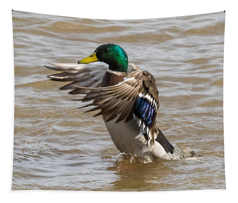 Male Tapestry featuring the photograph Male Mallard by Holden The Moment