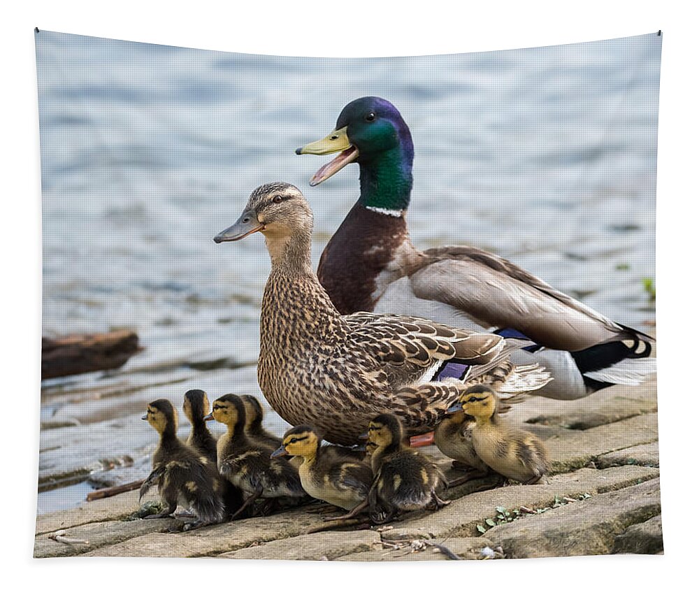 Mallard Tapestry featuring the photograph Mallard Duck Family by Holden The Moment