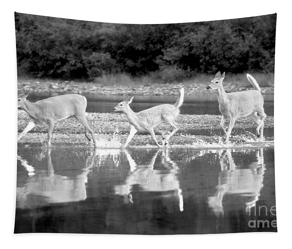  Tapestry featuring the photograph Many Glacier Deer 1 #1 by Adam Jewell