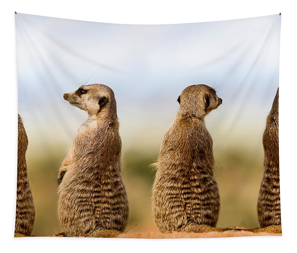 Adult Tapestry featuring the photograph Meerkat Suricata Suricatta #1 by Gerard Lacz