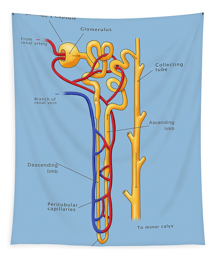Science Tapestry featuring the photograph Nephron Of The Kidney, Illustration #1 by Monica Schroeder