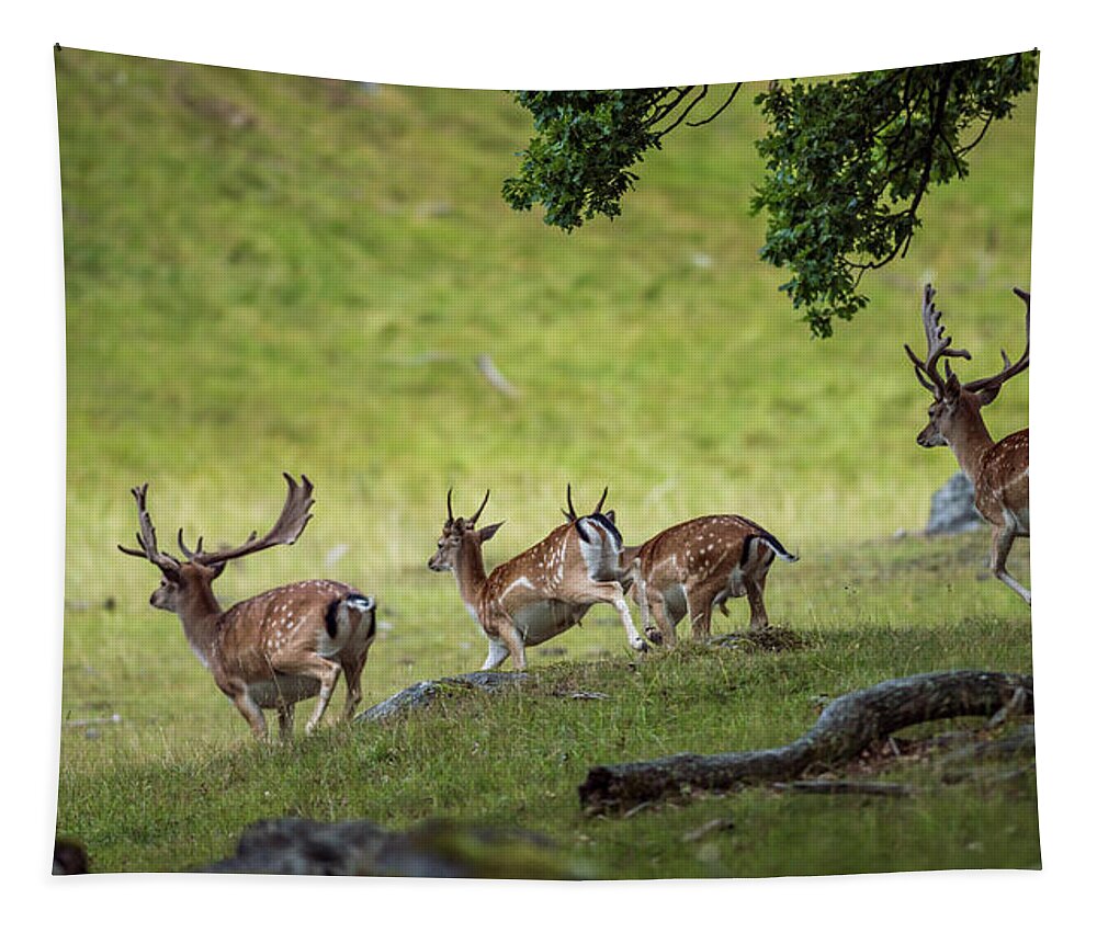 Four Fallow Deer Bucks Tapestry featuring the photograph On the run by Torbjorn Swenelius
