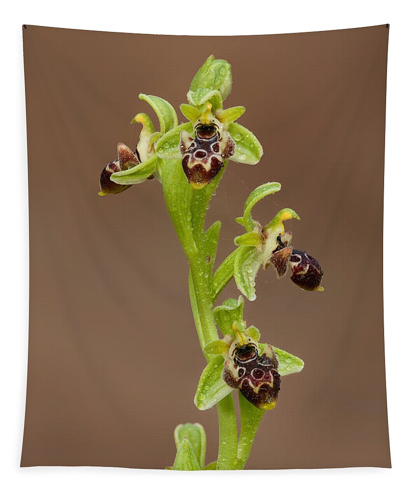 Ophrys Carmeli Tapestry featuring the photograph Ophrys Carmeli #1 by Yuri Peress