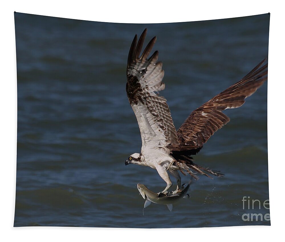 Osprey Tapestry featuring the photograph Osprey in Flight #1 by Meg Rousher