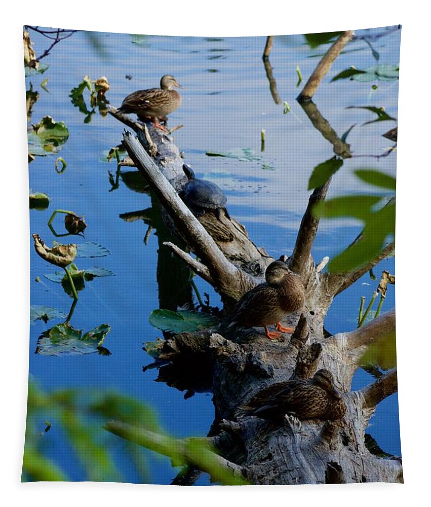 Photography Tapestry featuring the photograph Peaceful Co-existence #1 by Sean Griffin