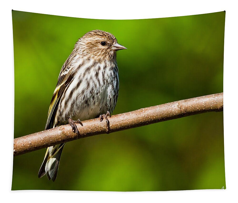 Adult Tapestry featuring the photograph Pine Siskin Perched on a Branch #1 by Jeff Goulden