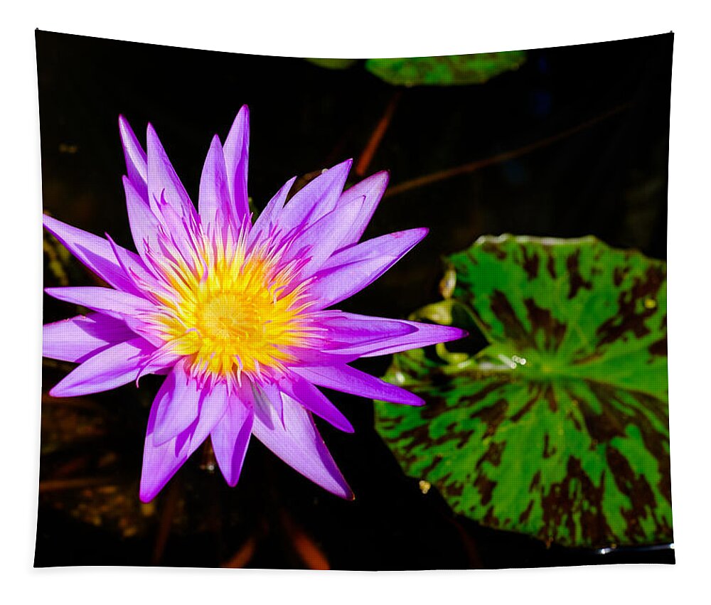 Asian Tapestry featuring the photograph Pretty flower by Raul Rodriguez