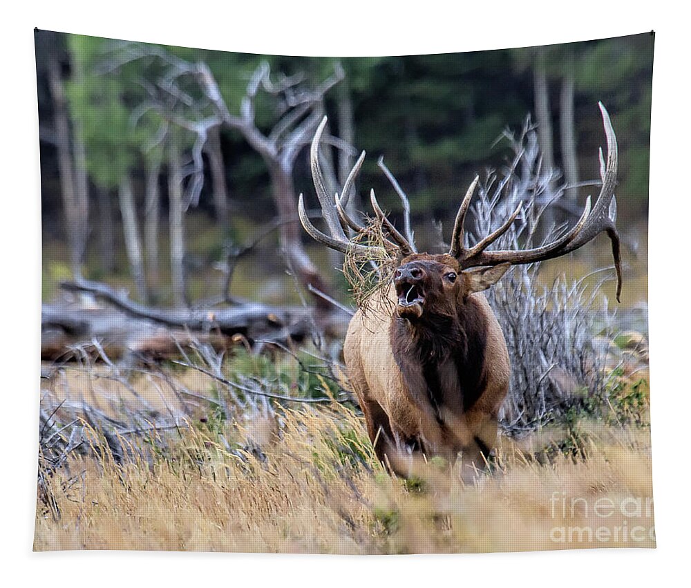 Elk Tapestry featuring the photograph Raging Bull by Jim Garrison