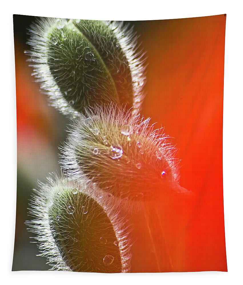 Poppy Tapestry featuring the photograph Red Corn Poppy Bud and Red Dots #1 by Heiko Koehrer-Wagner