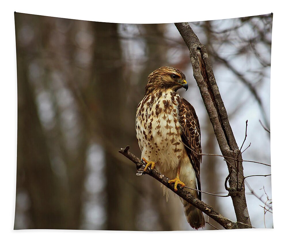 Red Tapestry featuring the photograph Red Tailed Hawk #1 by Jill Lang