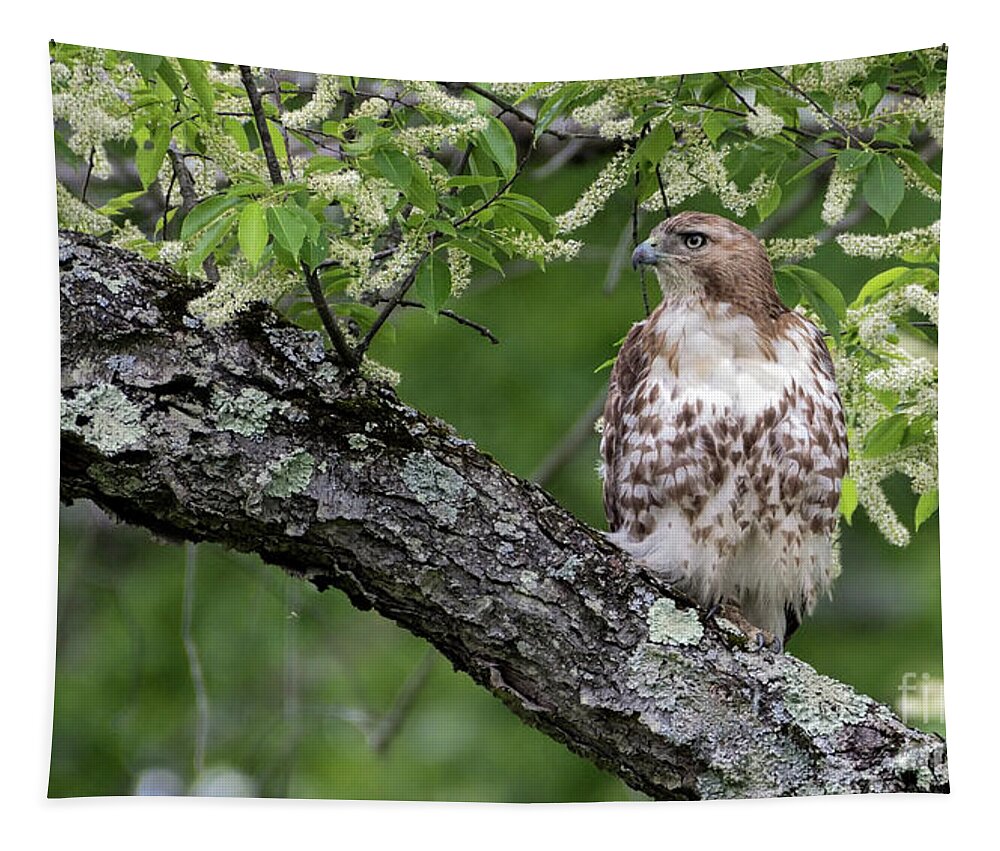 Red Tailed Hawk Tapestry featuring the photograph Red Tailed Hawk #1 by Sam Rino