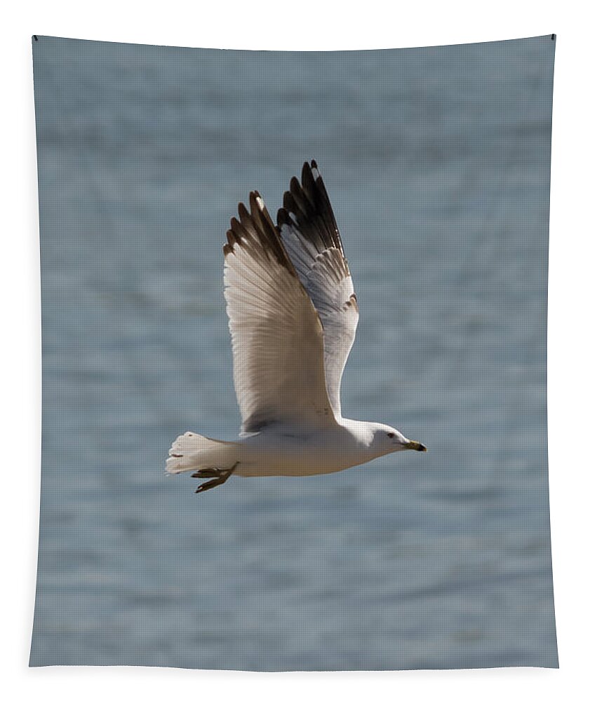 Ring Billed Gull Tapestry featuring the photograph Ring-Billed Gull by Holden The Moment