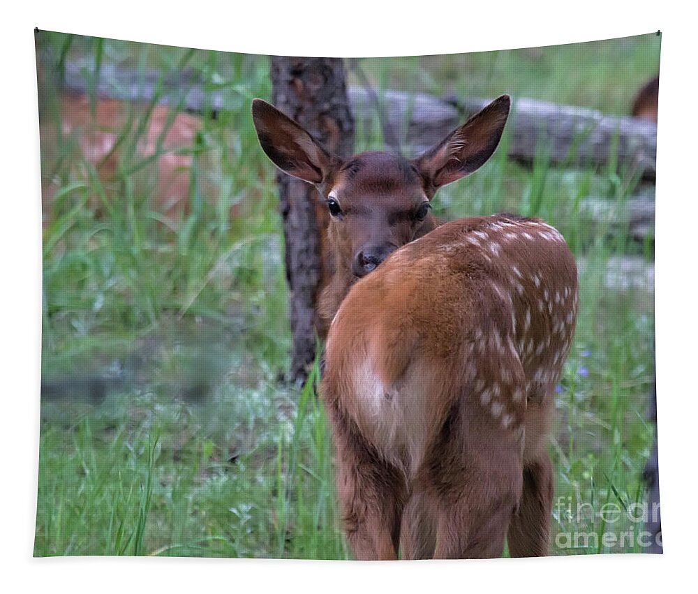Baby Elk Tapestry featuring the photograph Rubber Necking #1 by Jim Garrison