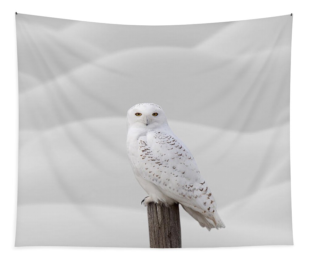 Snowy Owl Tapestry featuring the photograph Snowy Owl #1 by Mark Duffy