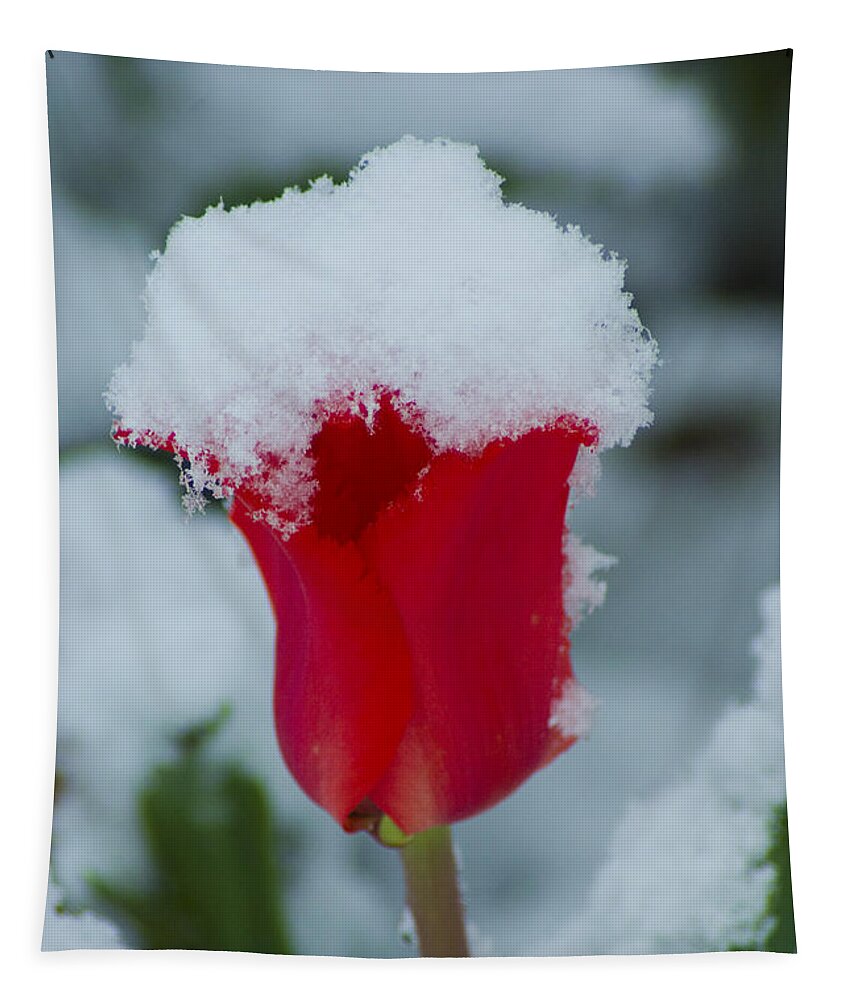 Tulip Tapestry featuring the photograph Snowy Red Riding Hood #1 by Louise Magno