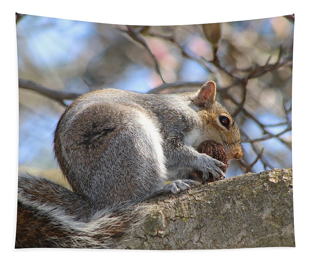 Squirrel Tapestry featuring the photograph Sometimes You Feel Like A Nut #1 by Living Color Photography Lorraine Lynch