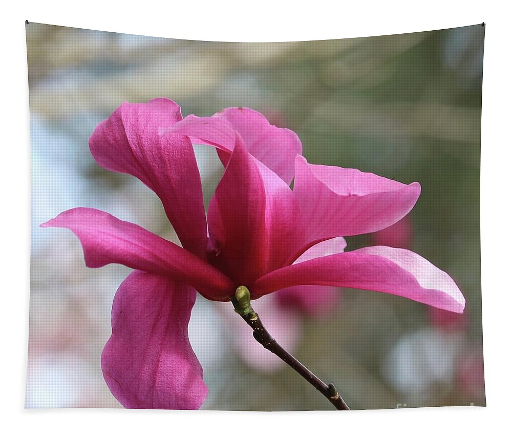 Pink Magnolia Tapestry featuring the photograph Southern Pink Magnolia #1 by Carol Groenen