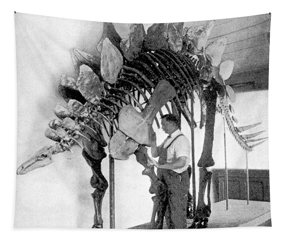 Dinosaur Tapestry featuring the photograph Stegosaurus #1 by Science Source