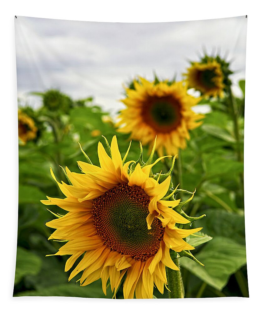 Sunflower Tapestry featuring the photograph Sunflower field 4 by Elena Elisseeva