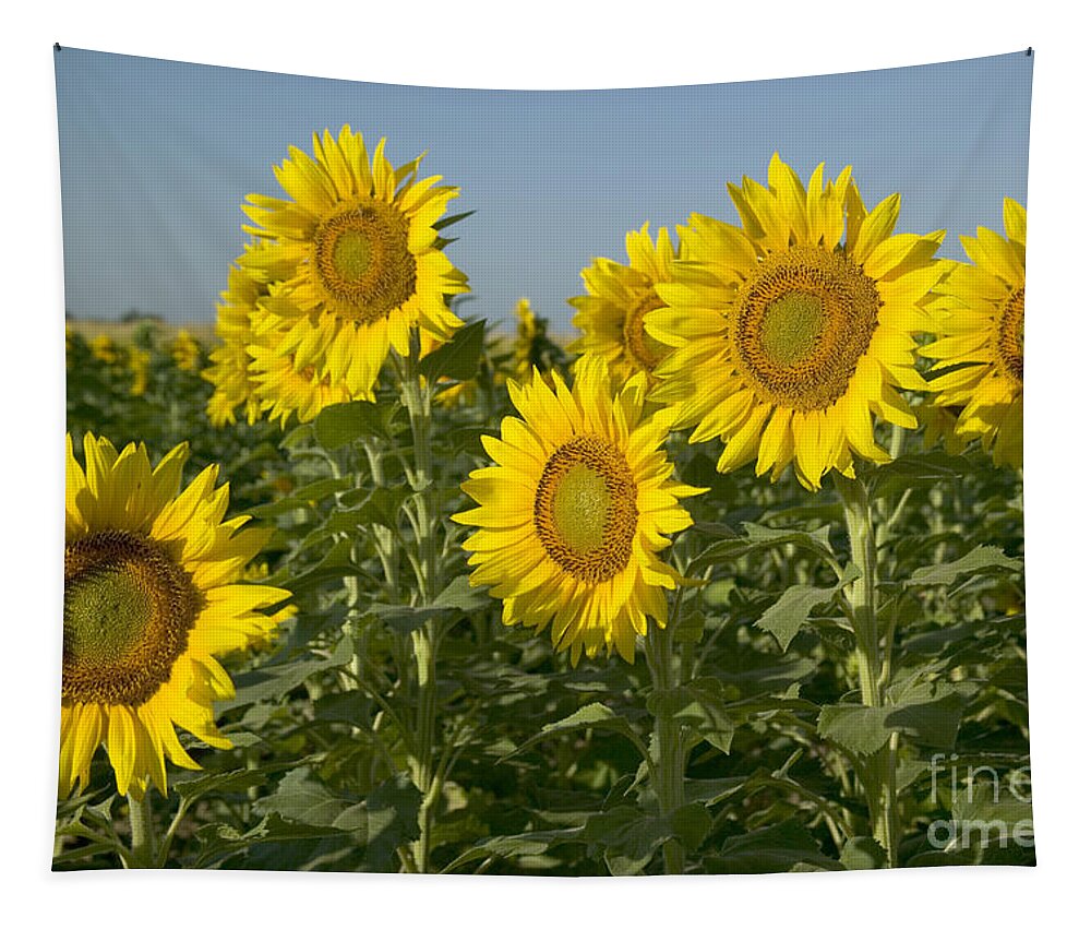 Sunflowers Tapestry featuring the photograph Sunflowers In A Field #1 by Inga Spence