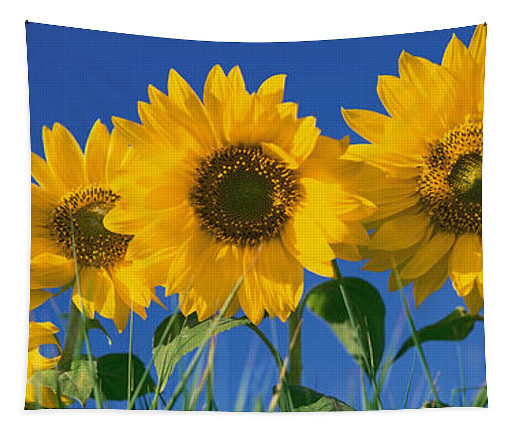 Photography Tapestry featuring the photograph Sunflowers #1 by Panoramic Images