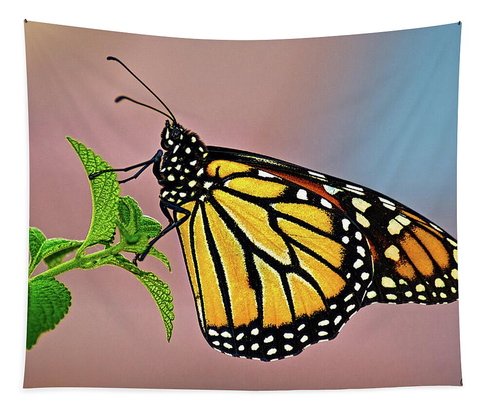 Insect Tapestry featuring the photograph Taking A Break #1 by Christopher Holmes
