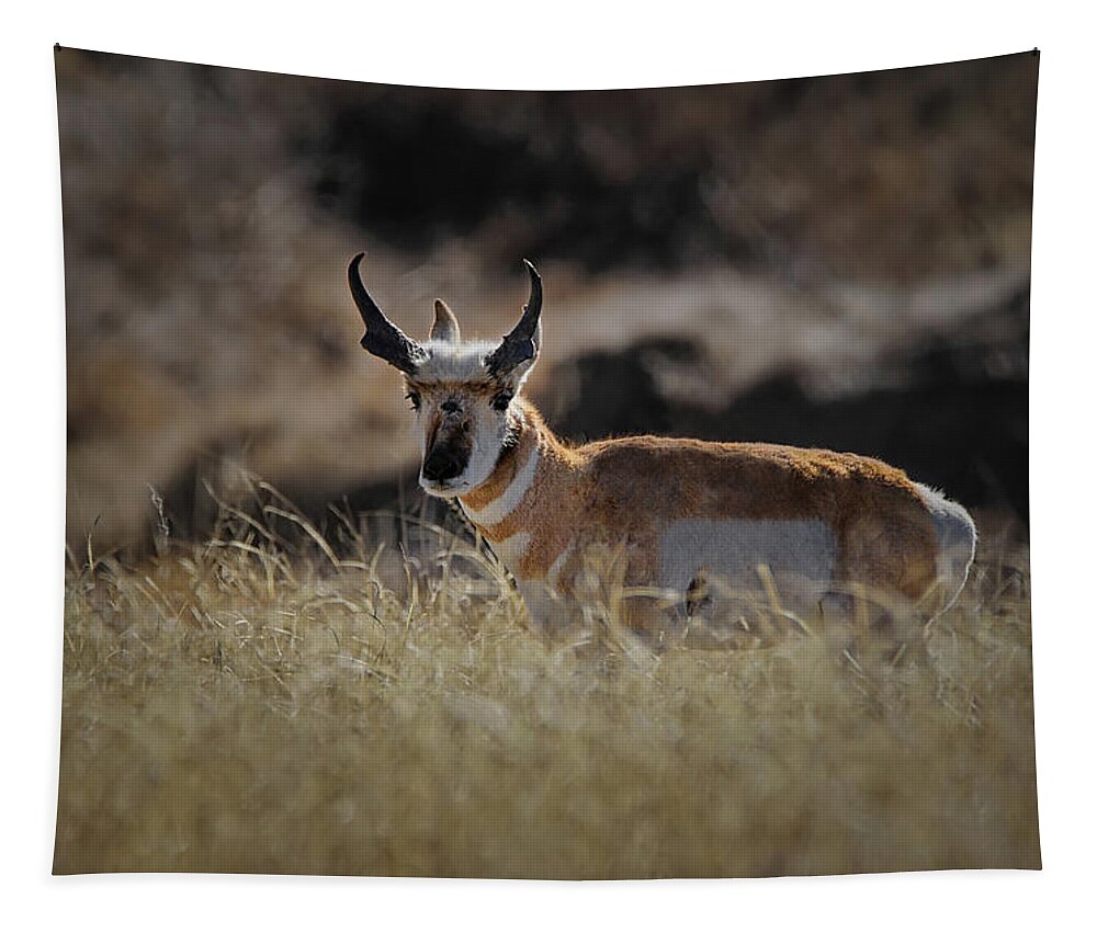 Antelope Tapestry featuring the photograph The Antelope #1 by Ernest Echols