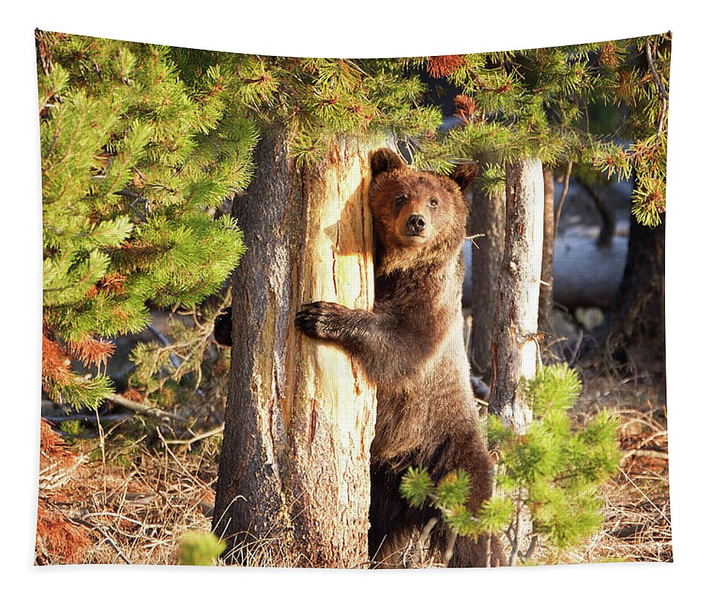 Grizzly Tapestry featuring the photograph Tree Hugger by Eilish Palmer