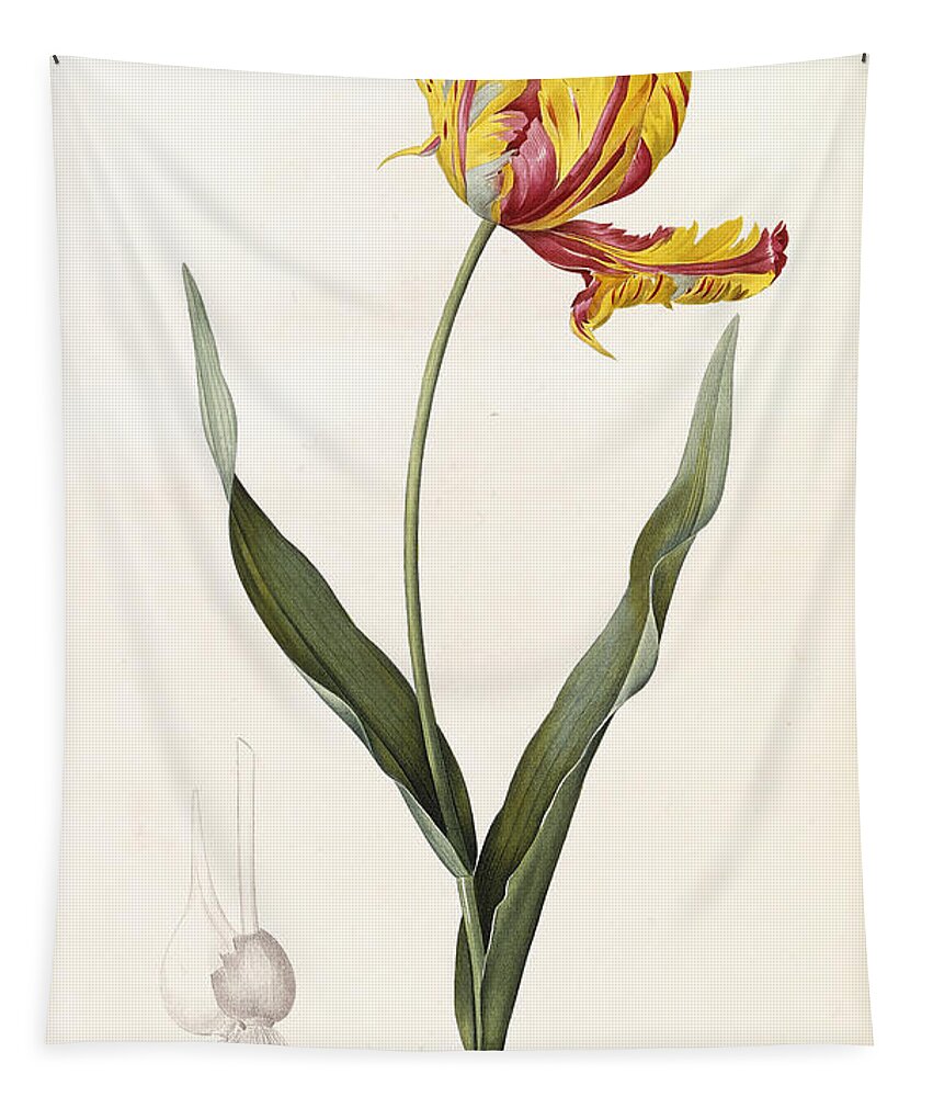 Tulip Tapestry featuring the painting Tulip by Pierre Joseph Redoute