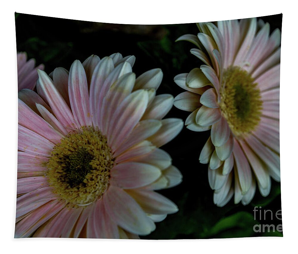 Daisy Tapestry featuring the photograph Twin Daisies #1 by William Norton