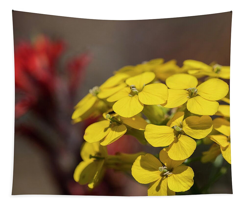 Blooms Tapestry featuring the photograph Wallflower #1 by Robert Potts