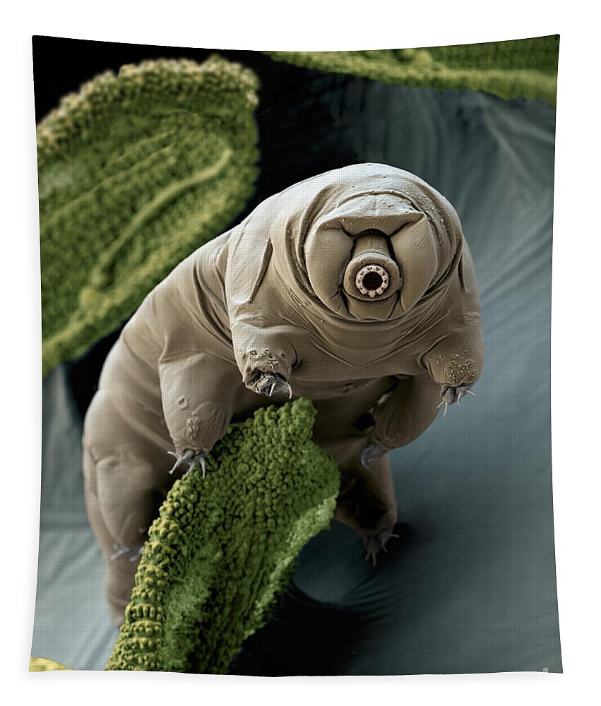 Paramacrobiotus Craterlaki Tapestry featuring the photograph Water Bear Or Tardigrade by Eye of Science
